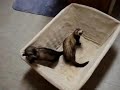My 2 Ferrets