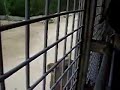 Human Vs Lion 20 - fight for chicken