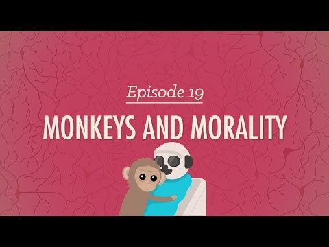 Monkeys and Morality