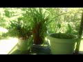 Click here to watch this video JEAN FAMILY ALBUM-2012-MAY 19