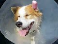 Potter, Hematoma and Collar