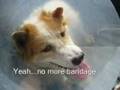 Potter, Hematoma and Collar