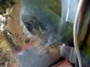 Feeding my tarantula. Feeding my tarantula.