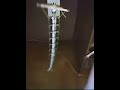 cawk tail