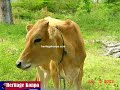 YAS MANMAN - Twoubadou Lokal - by Christophe Leroy