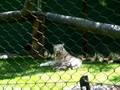 videos de White Tiger