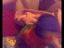 Funny/Cute lil Gonzo Whistling & Sneezing