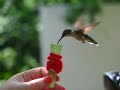 Hand-Feeding Hummingbirds (close-up hi res.) Hand-Feeding Hummingbirds (close-up hi res.)