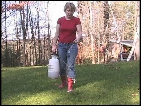 how to kill rust fungus