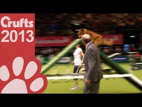agility - Agility - International Invitation - Large - Agility Finals - Crufts 2013 Give this video the thumbs up if you enjoyed and don't forget to subscribe! Follow ...