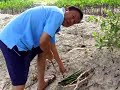 Cebu Realtors Board Inc. - Members Goin Mangrove Planting