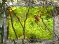 القرد والنمر Monkey and Tiger