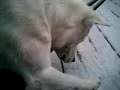 Kishu - Snowy day #1