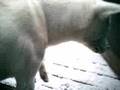 Kishu