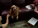 Pestering the Dog: Round One