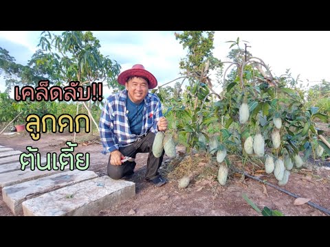 ลูกดกเต็มต้น ด้วยวิธีการตัดยอดและให้ปุ๋ยมะม่วงและฝรั่ง