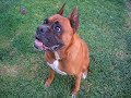 Boxer dogs Boxer dogs