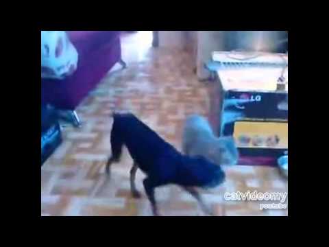 Perro con alma de Sherpa