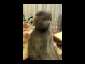 Cat is watching "Star Wars" (Кот смотрит "Звездные Войны")