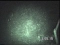 Infrared video footage of effect of flash on Indian Chevrotain consuming fruit