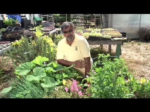 how to grow vegetables in a garden