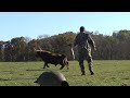 Bull vs goose flag