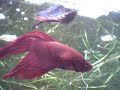 Betta fish mating ! Sziámi harcoshalaim szaporodása ! Betta fish mating ! Sziámi harcoshalaim szaporodása !
