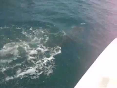 bull shark