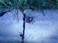 OMG BIG FREAKIN TARANTULAS ON MY HONEYMOON!!!!!!!