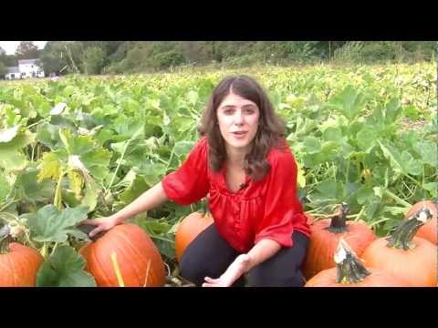 how to keep pumpkins from rotting on the vine