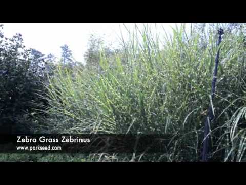 how to care for zebra grass