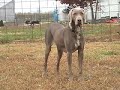 Sophie Weimaraner Rescue at DarnFar