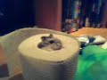 Hamsterrrrrrrrr