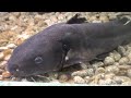 埼玉水族館 20091017 02
