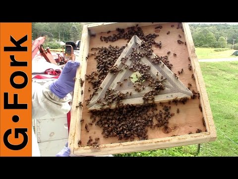 how to harvest bees