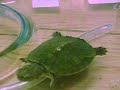Squirt Eatting Squirt Eatting