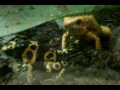 Odum School of Ecology Frogs