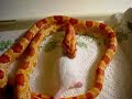 eating corn snake