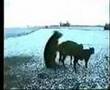 Funniest Thing You Will Ever See :D