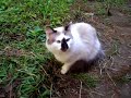 Meus gatos na ch�cara 1