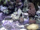 Reef com varios corais e anemonas. 