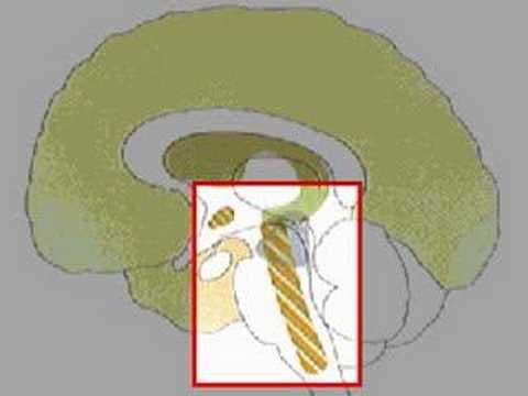How the Body Works : Altered States