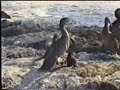 flightless cormorant feeds chick