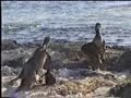 flightless cormorant feeds chick