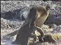 flightless cormorant feeds chick