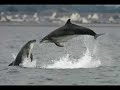 Pour l'amour des dauphins