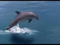 Pour l'amour des dauphins