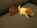 Mini Chinchillas 2
