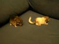 Mini Chinchillas 2
