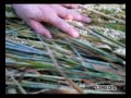 Crop Circle Arcturain DNA Activation Golden Ball Hill 7-7-07